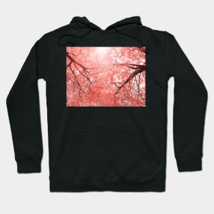 Cherry tree blossoms in Living Coral Pantone color 2019 Hoodie